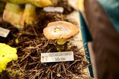San Leonardo volvió a presumir de setas y conocimiento en sus XXII Jornadas Micológicas.