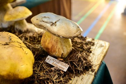 San Leonardo volvió a presumir de setas y conocimiento en sus XXII Jornadas Micológicas.