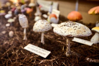 San Leonardo volvió a presumir de setas y conocimiento en sus XXII Jornadas Micológicas.