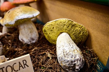 San Leonardo volvió a presumir de setas y conocimiento en sus XXII Jornadas Micológicas.