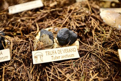 San Leonardo volvió a presumir de setas y conocimiento en sus XXII Jornadas Micológicas.