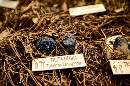 San Leonardo volvió a presumir de setas y conocimiento en sus XXII Jornadas Micológicas.