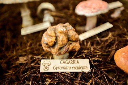 San Leonardo volvió a presumir de setas y conocimiento en sus XXII Jornadas Micológicas.