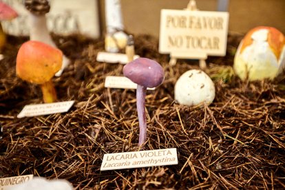 San Leonardo volvió a presumir de setas y conocimiento en sus XXII Jornadas Micológicas.