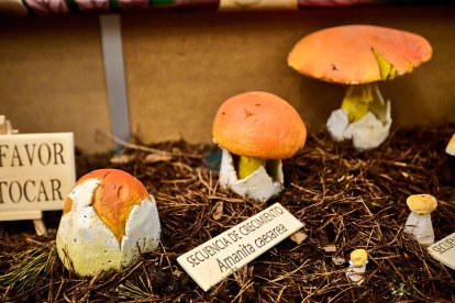 San Leonardo volvió a presumir de setas y conocimiento en sus XXII Jornadas Micológicas.