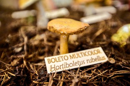 San Leonardo volvió a presumir de setas y conocimiento en sus XXII Jornadas Micológicas.