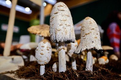 San Leonardo volvió a presumir de setas y conocimiento en sus XXII Jornadas Micológicas.