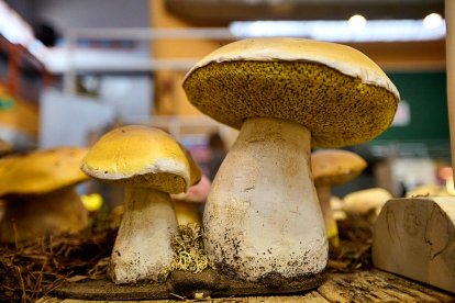 San Leonardo volvió a presumir de setas y conocimiento en sus XXII Jornadas Micológicas.