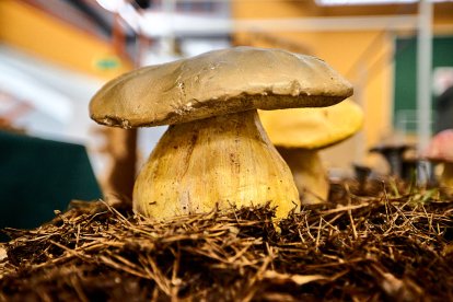 San Leonardo volvió a presumir de setas y conocimiento en sus XXII Jornadas Micológicas.