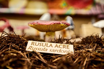 San Leonardo volvió a presumir de setas y conocimiento en sus XXII Jornadas Micológicas.