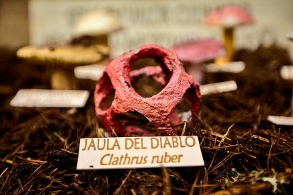 San Leonardo volvió a presumir de setas y conocimiento en sus XXII Jornadas Micológicas.