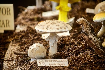 San Leonardo volvió a presumir de setas y conocimiento en sus XXII Jornadas Micológicas.