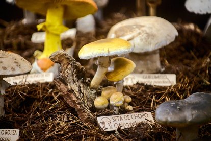 San Leonardo volvió a presumir de setas y conocimiento en sus XXII Jornadas Micológicas.