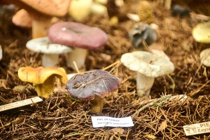 San Leonardo volvió a presumir de setas y conocimiento en sus XXII Jornadas Micológicas.
