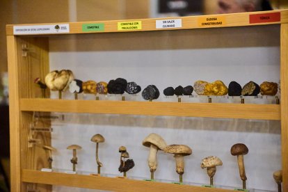 San Leonardo volvió a presumir de setas y conocimiento en sus XXII Jornadas Micológicas.