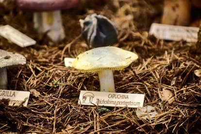 San Leonardo volvió a presumir de setas y conocimiento en sus XXII Jornadas Micológicas.