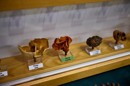 San Leonardo volvió a presumir de setas y conocimiento en sus XXII Jornadas Micológicas.