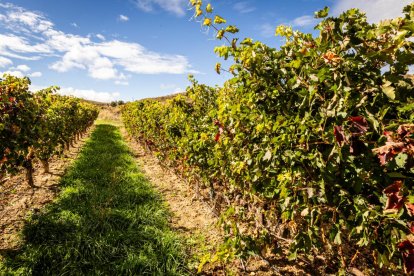 Una de las parcelas con viñas de la bodega.