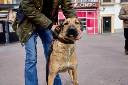 Destina la recaudación obtenida a la protectora de animales Redención Soria.