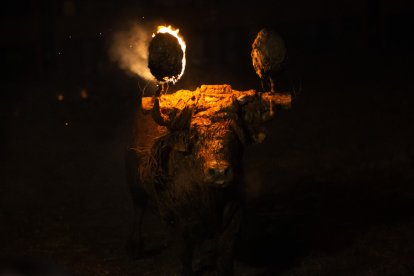 El animal durante el festejo.