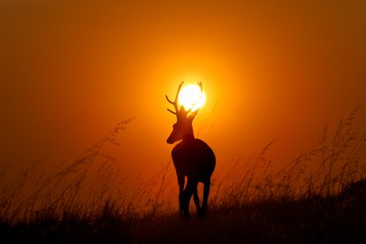 'La corona de Fuego sobre los Montes de Soria'.