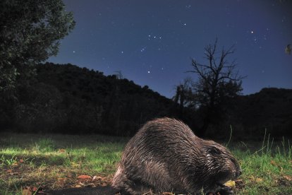 Castor en el valle del Jalón. Fotografía tomada en Jubera (Soria).