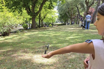 'Frágil'. Alameda de Cervantes.