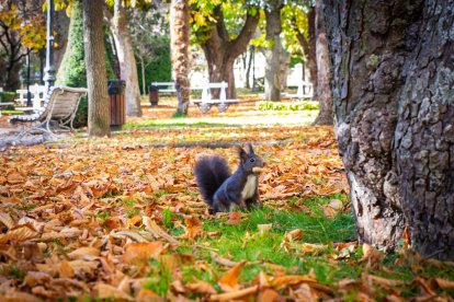 El paseo se encuentra al comienzo del parque entrando por Mariano Granados.