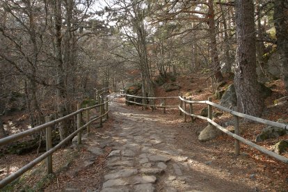 El acceso a la Laguna Negra es parte del encanto: un camino entre pinos, hayas y raíces que prepara al visitante para la belleza del entorno