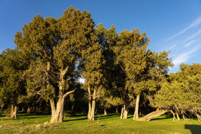 El bosque se ilumina en dorado al caer la tarde, revelando la majestuosidad de estos árboles sagrados.