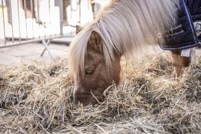 Expositores y actividades de todo tipo