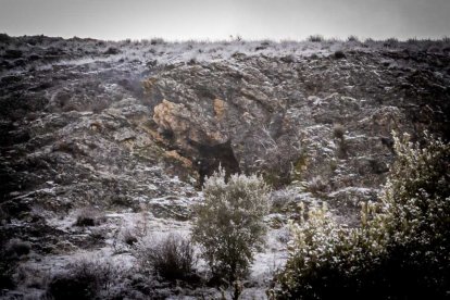 La nieve no mermó las ganas de instalar el Nacimiento