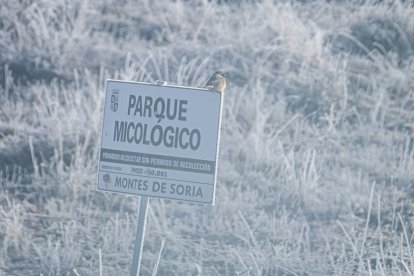 Las brumas engelantes condicionaron el paisaje