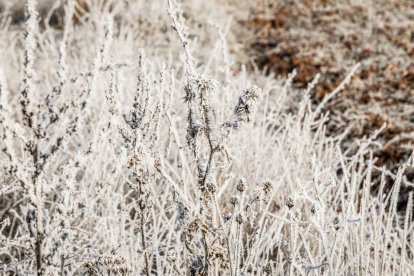 Las brumas engelantes condicionaron el paisaje