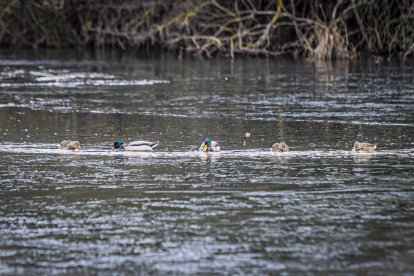 El frío invernal congeló ríos y fuentes
