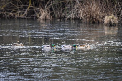 El frío invernal congeló ríos y fuentes