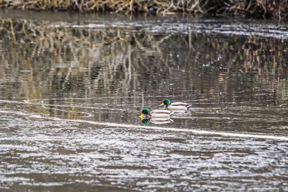 El frío invernal congeló ríos y fuentes