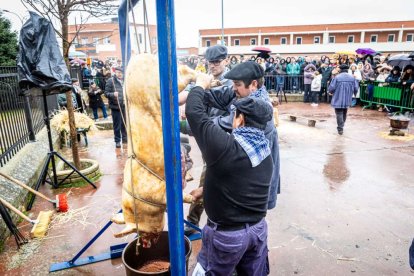El Burgo de Osma celebra una auténtica cerdo experiencia