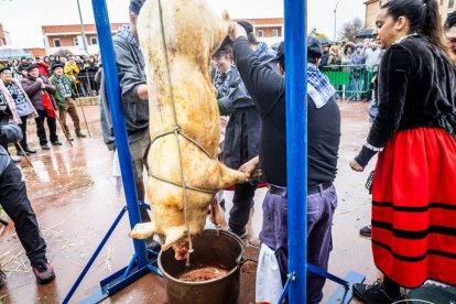 El Burgo de Osma celebra una auténtica cerdo experiencia
