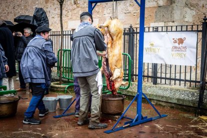 El Burgo de Osma celebra una auténtica cerdo experiencia