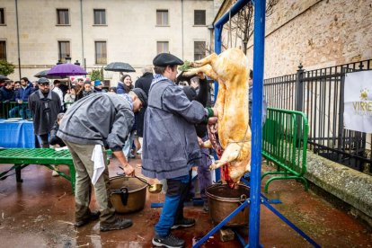El Burgo de Osma celebra una auténtica cerdo experiencia