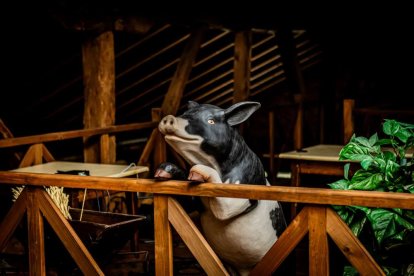 El Burgo de Osma celebra una auténtica cerdo experiencia