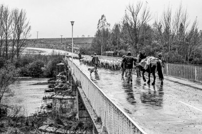 Trashumancia sobre el puente de Garray en 1980