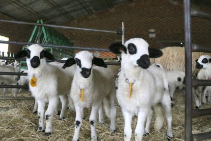 En Soria hay casi 7.500 ejemplares de ojalada.