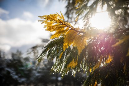 Acumulación de nieve en las calles y parques de Soria.