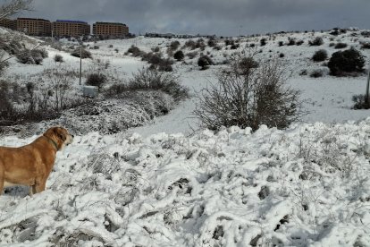 Acumulación de nieve en las calles y parques de Soria.