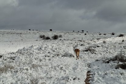 Acumulación de nieve en las calles y parques de Soria.