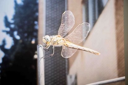 La Escuela de artes congrega obras de más de 50 artistas