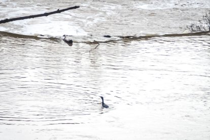 El río Duero a su paso por Soria