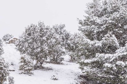 Estampas de capital y provincia con un manto blanco